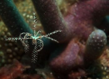 brittle star free swimming by Wesley Thornberry 